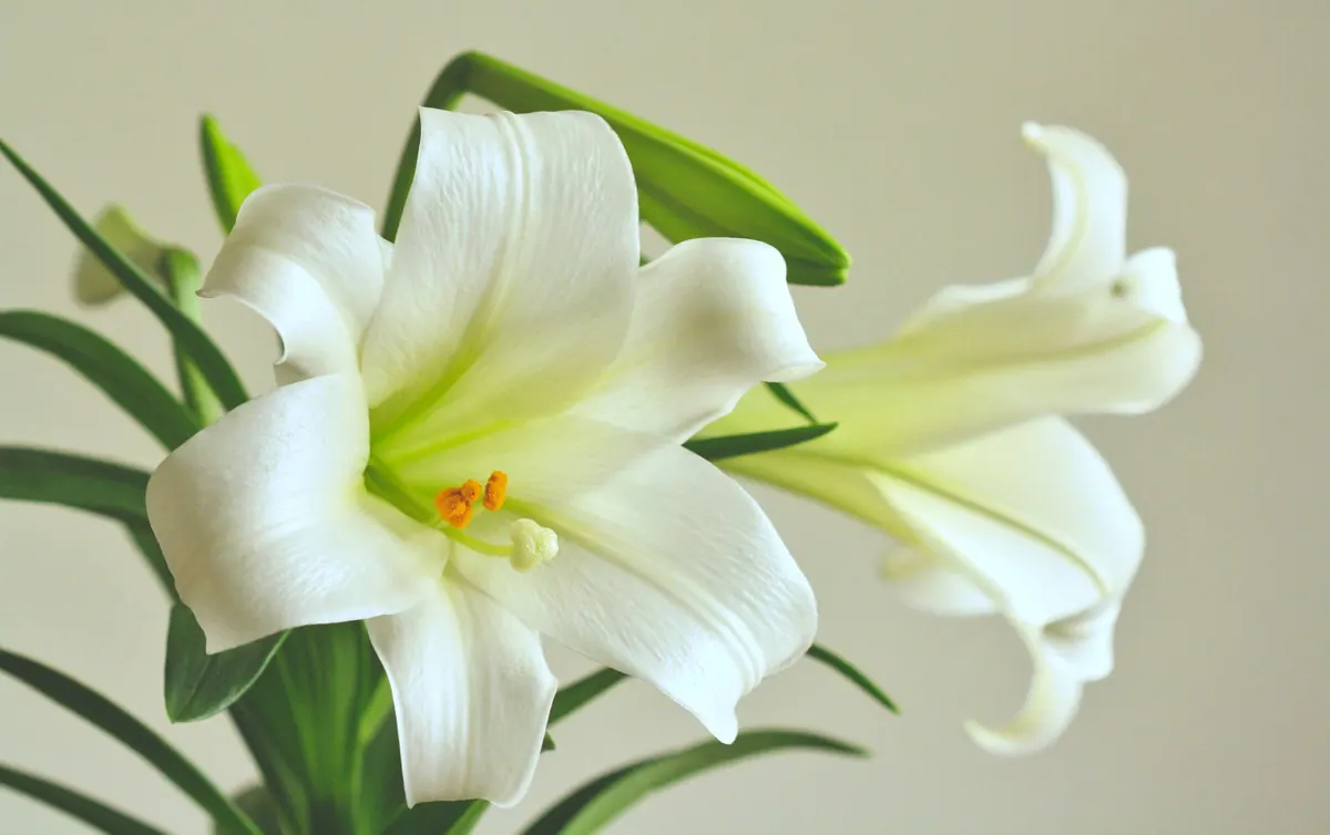 Easter Chapel Decor: Lilies, White Drapes, and Spring Palettes